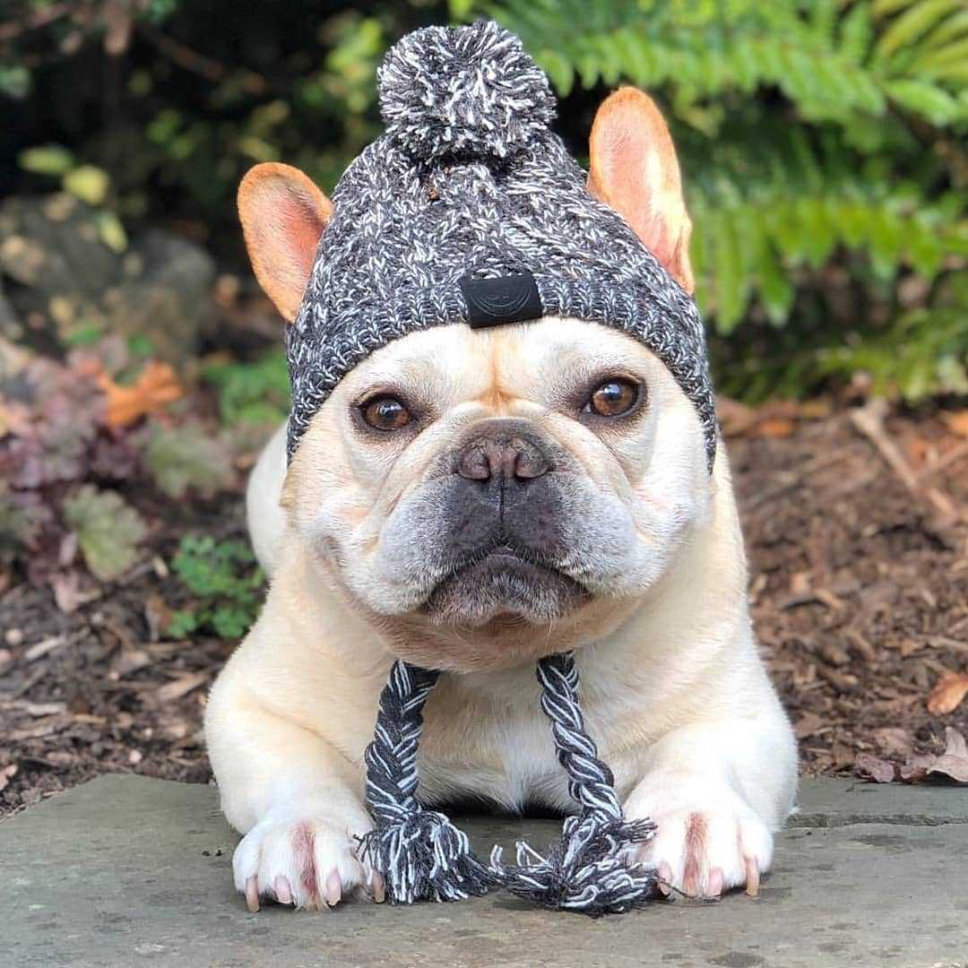Cozy Knitted Pet Hat with Fluffy Pom-Pom — Winter Warm Beanie for Dogs & Cats