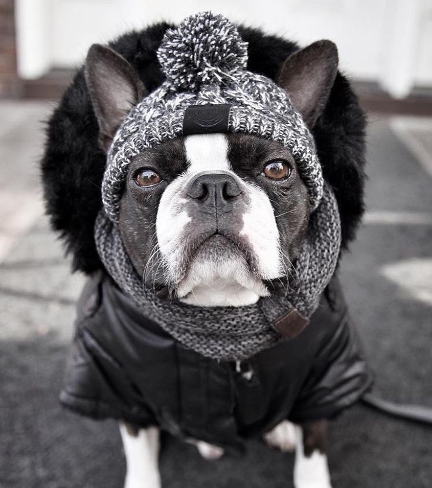 Cozy Knitted Pet Hat with Fluffy Pom-Pom — Winter Warm Beanie for Dogs & Cats