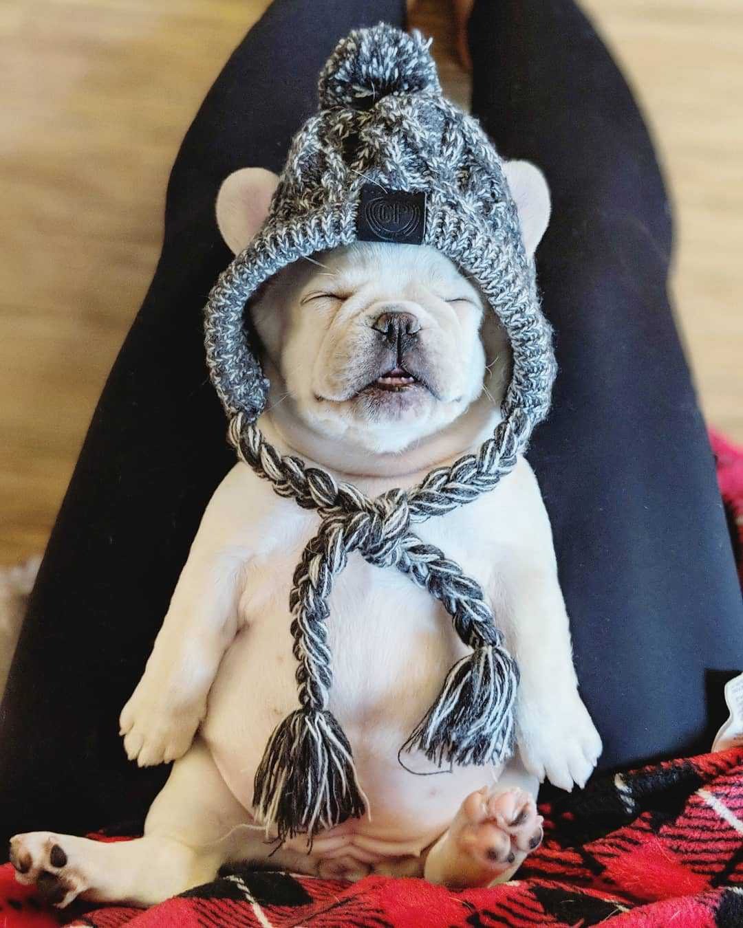 Cozy Knitted Pet Hat with Fluffy Pom-Pom — Winter Warm Beanie for Dogs & Cats