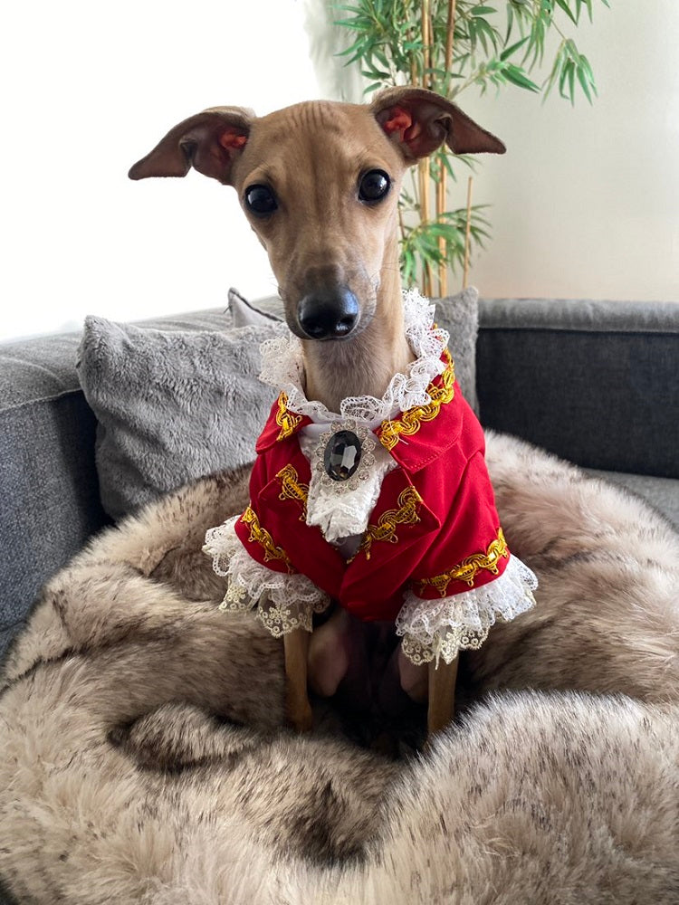Handmade Regal French Court Dog Clothes Tailcoat Luxury Pet Suit With Shirt Lace and Gold Detailing