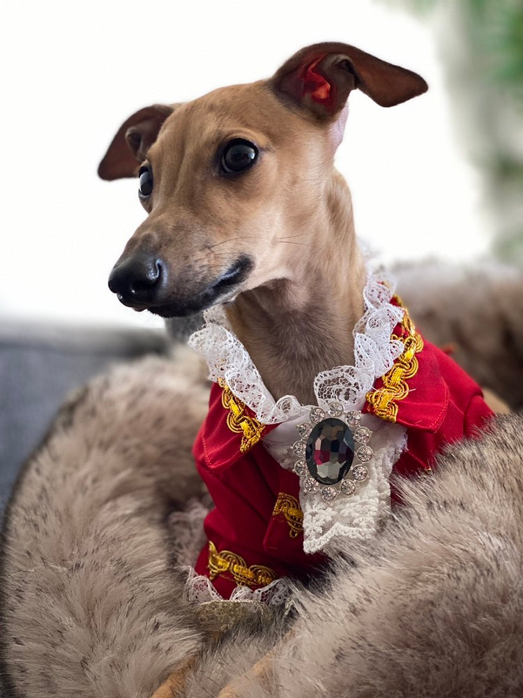 Handmade Regal French Court Dog Clothes Tailcoat Luxury Pet Suit With Shirt Lace and Gold Detailing