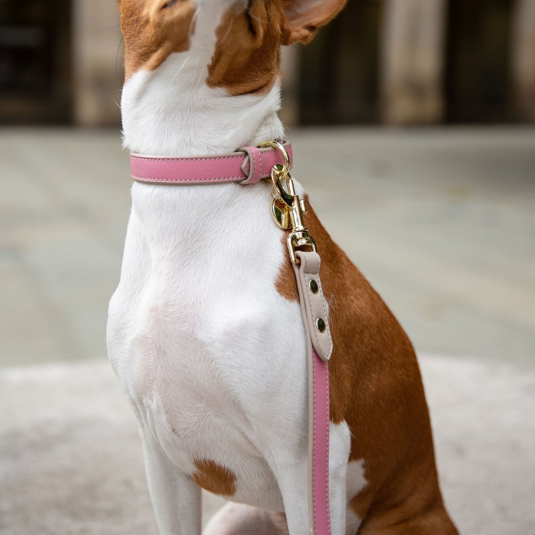 Pink and tan vegan leather dog leash on a dog, with gold leash hardware