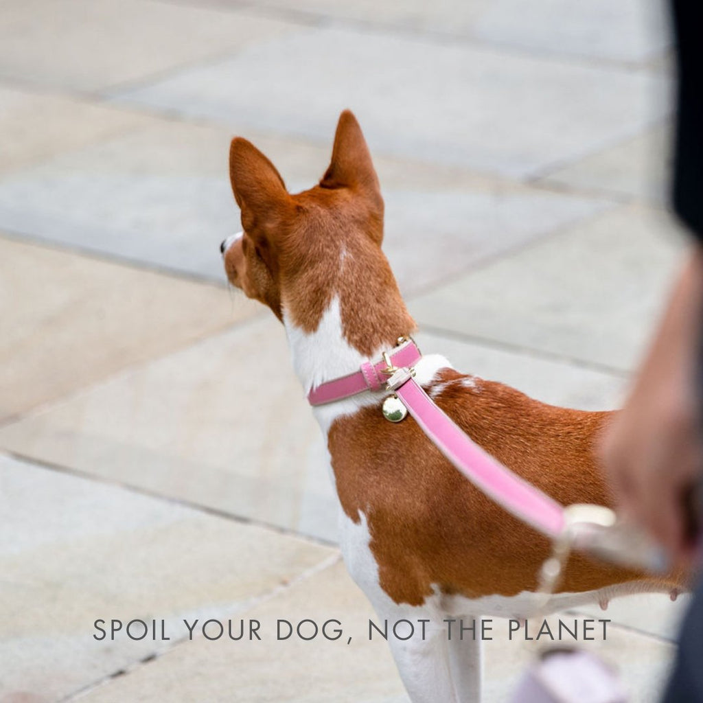 Pink vegan leather leash on a brown-and-white dog, gold leash hardware visible