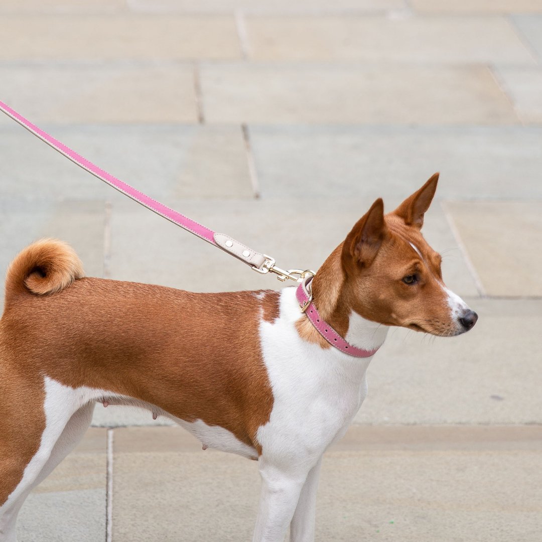 Pink vegan leather dog leash on a walking dog with gold leash hardware visible