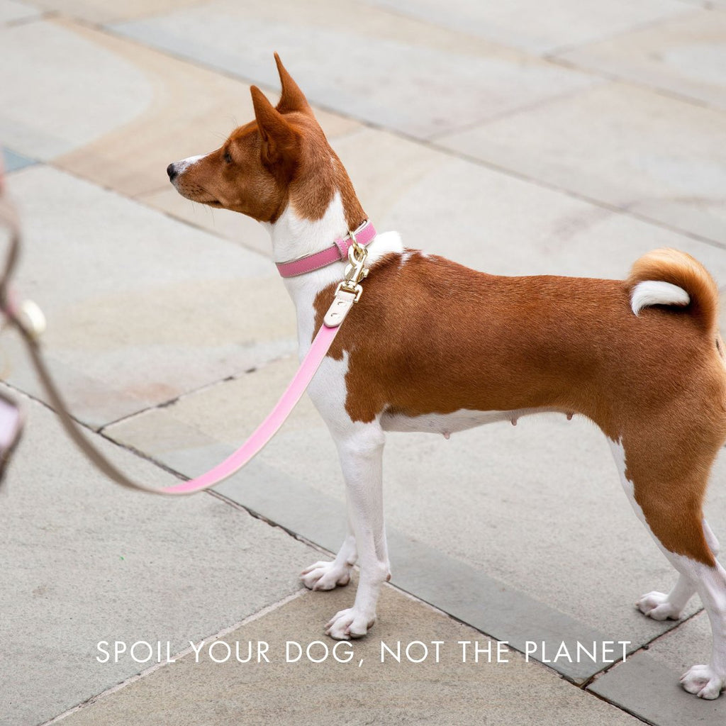 Pink Rio vegan leather dog collar on brown dog, gold buckle and nameplate tag