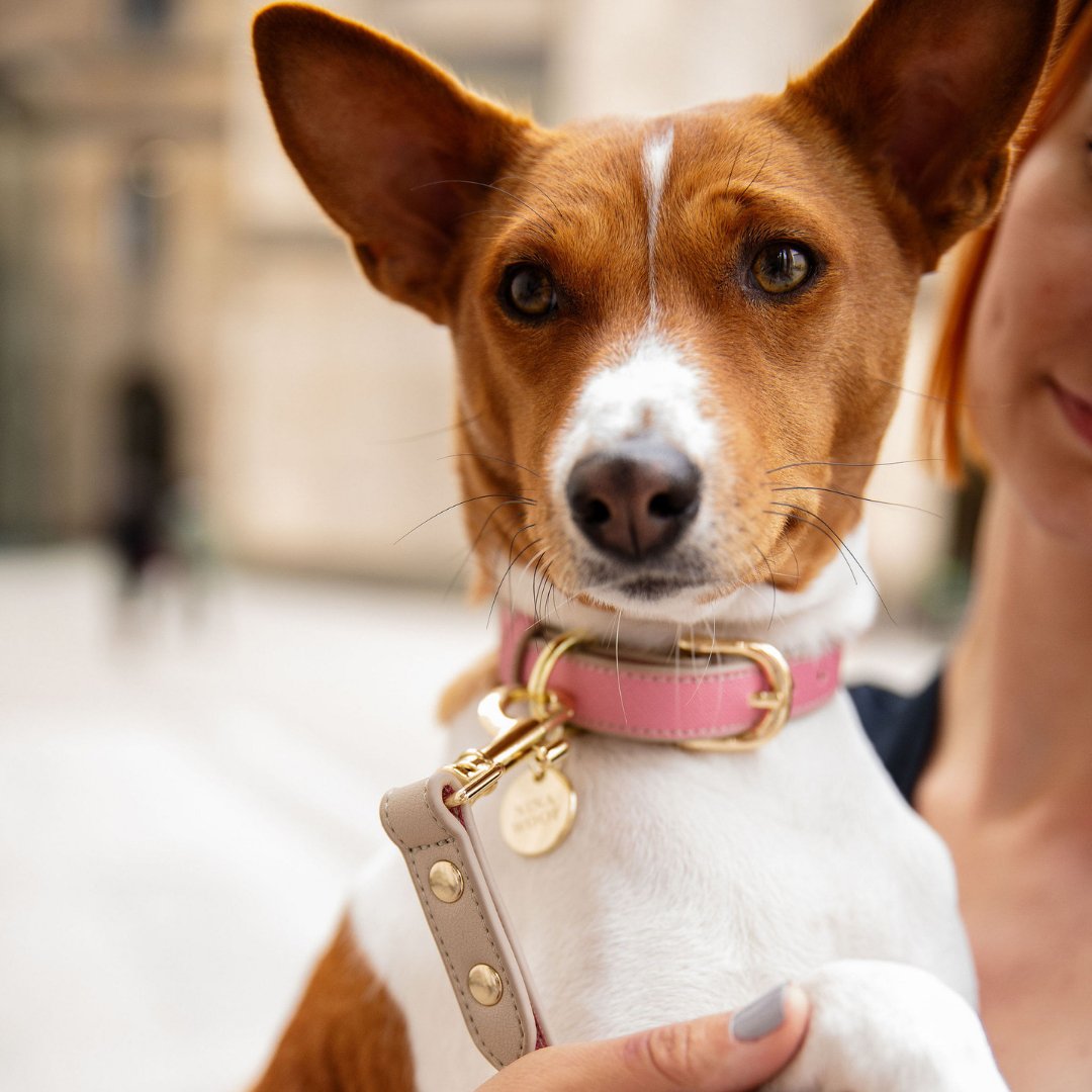 Peach Rio vegan leather dog collar on dog, gold buckle and round nameplate
