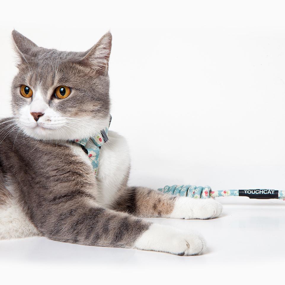 Gray cat lying down wearing sky blue patterned harness with leash attached