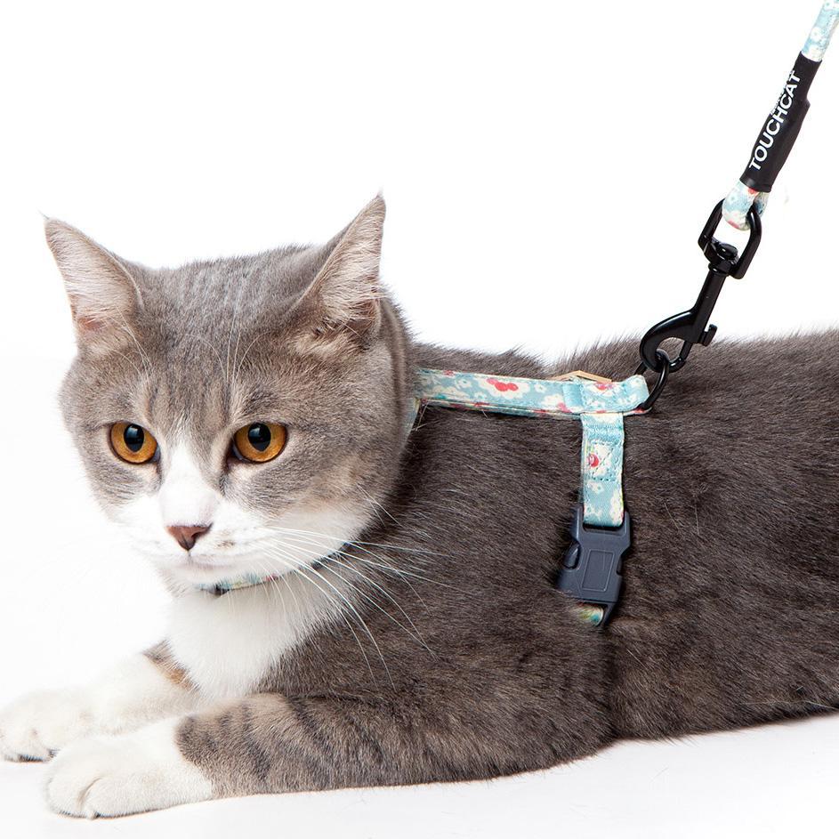 Gray cat wearing a pink floral cat harness with leash attached at the neck