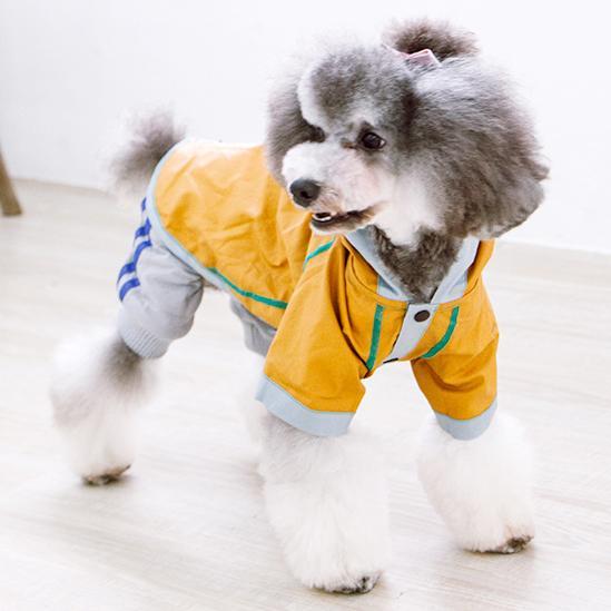 Small dog wearing a yellow hooded raincoat with blue-striped trim and drawstring ties