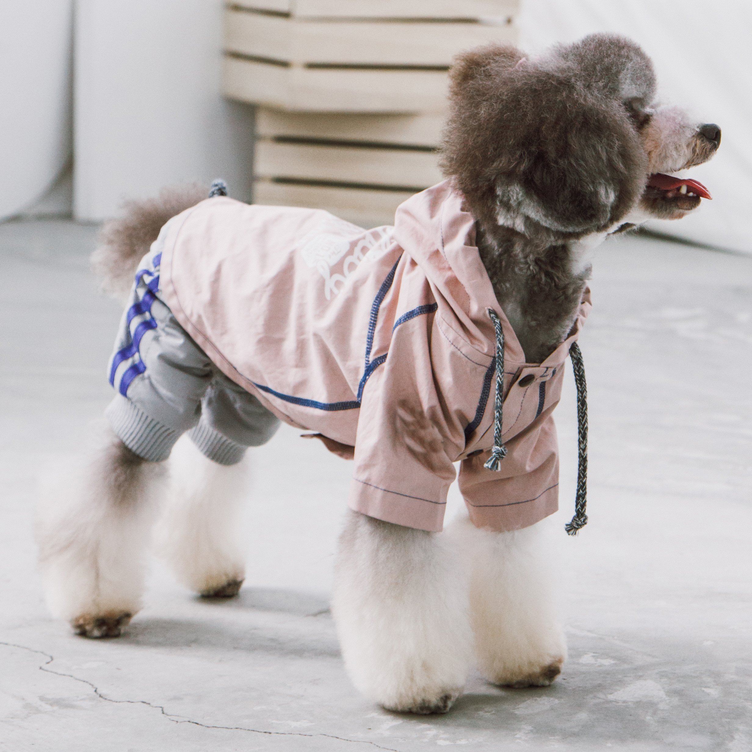 Small dog wearing a pink hooded raincoat with blue-striped trim and tie-cord hood