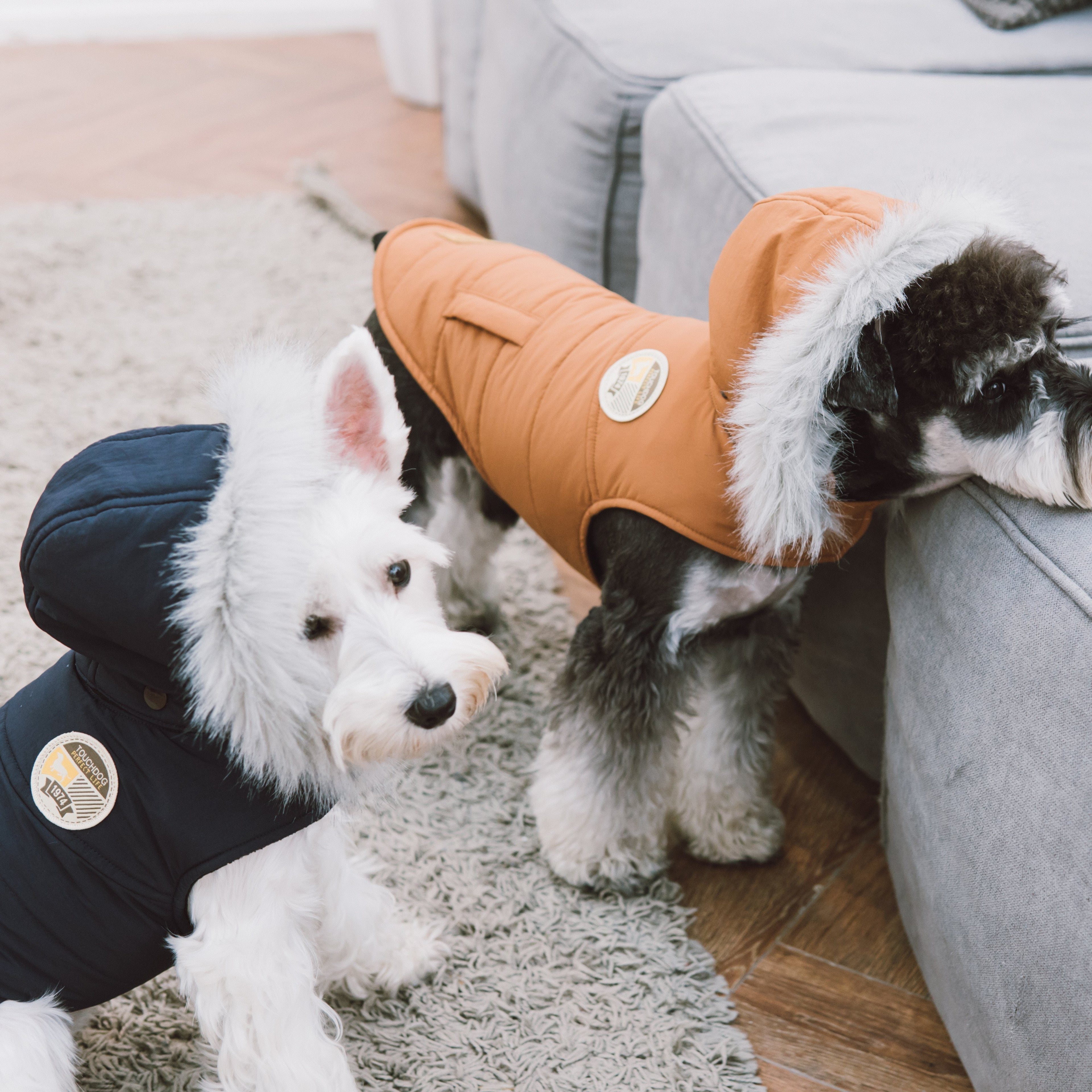 Dogs wearing orange and navy insulated winter coats with white faux-fur hood trim