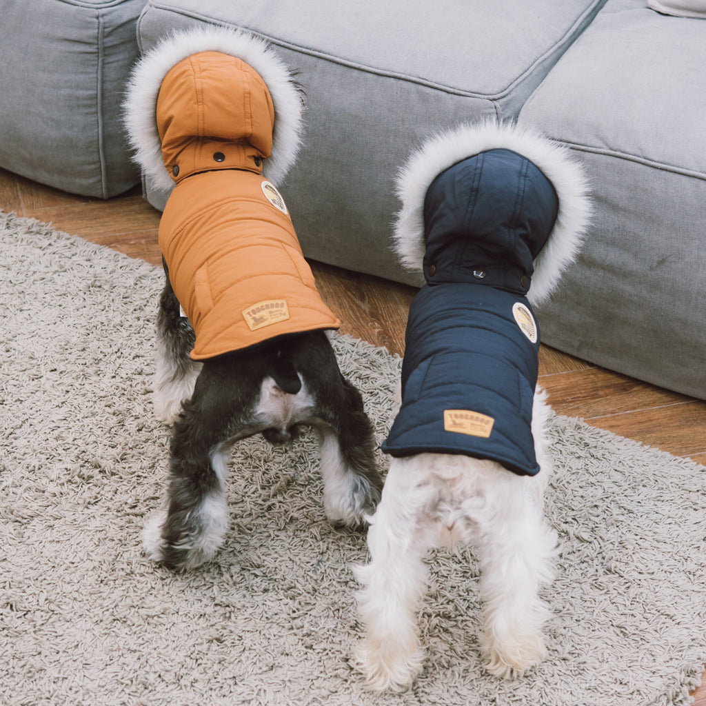 Two dogs wearing orange and navy insulated winter coats with faux-fur hood trim