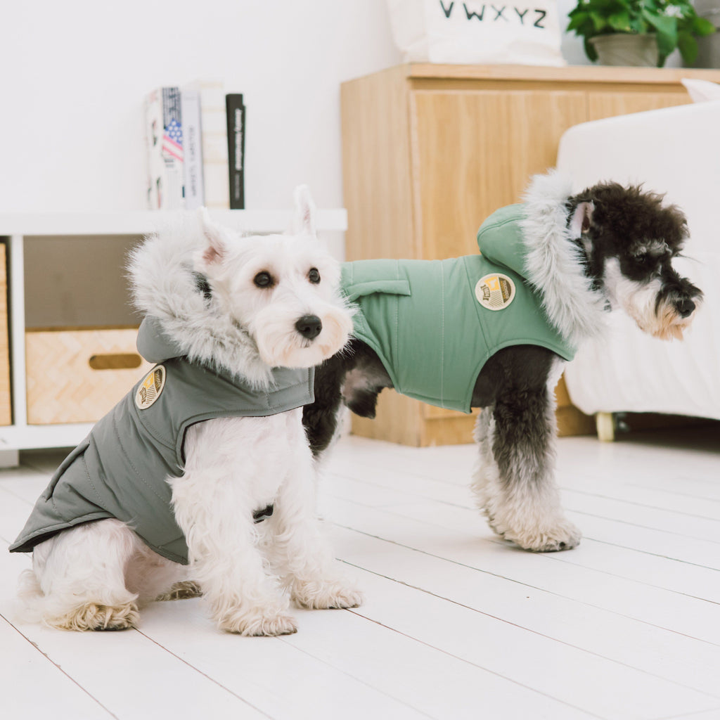 Mint green duck-down dog coat with faux-fur hood on two dogs, side view
