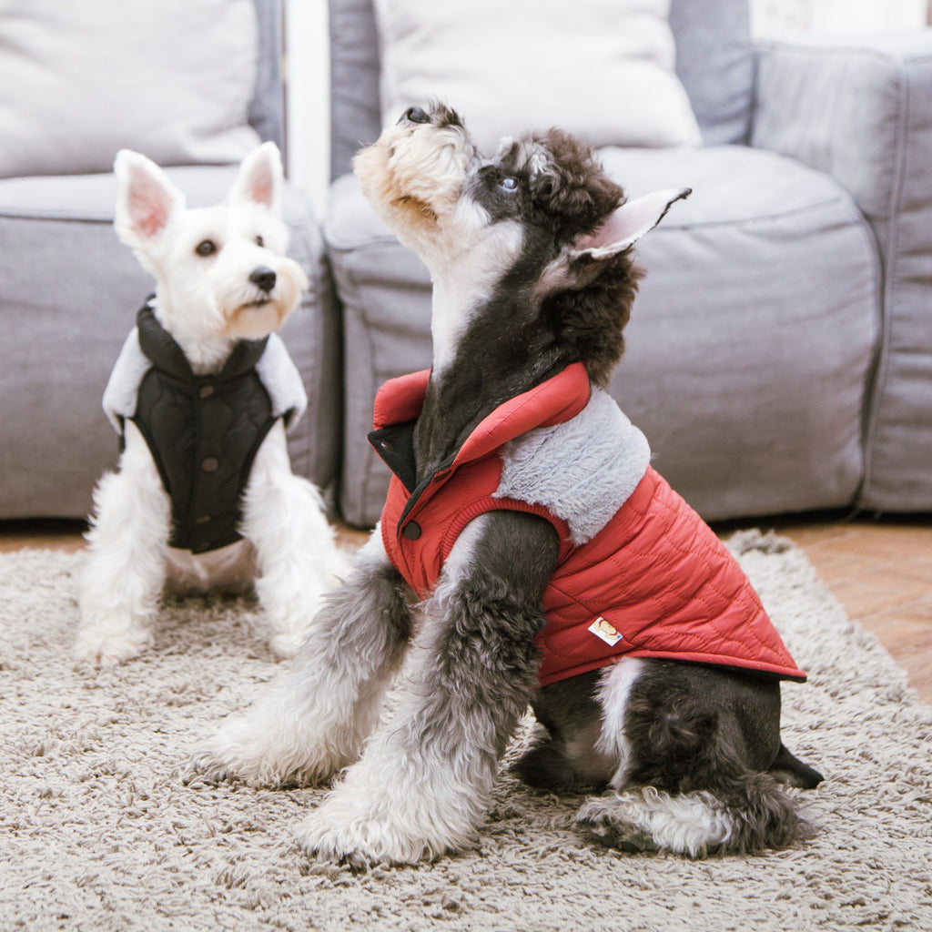 Orange-red dog jacket on a dog with quilted shell and fluffy light-gray sherpa trim