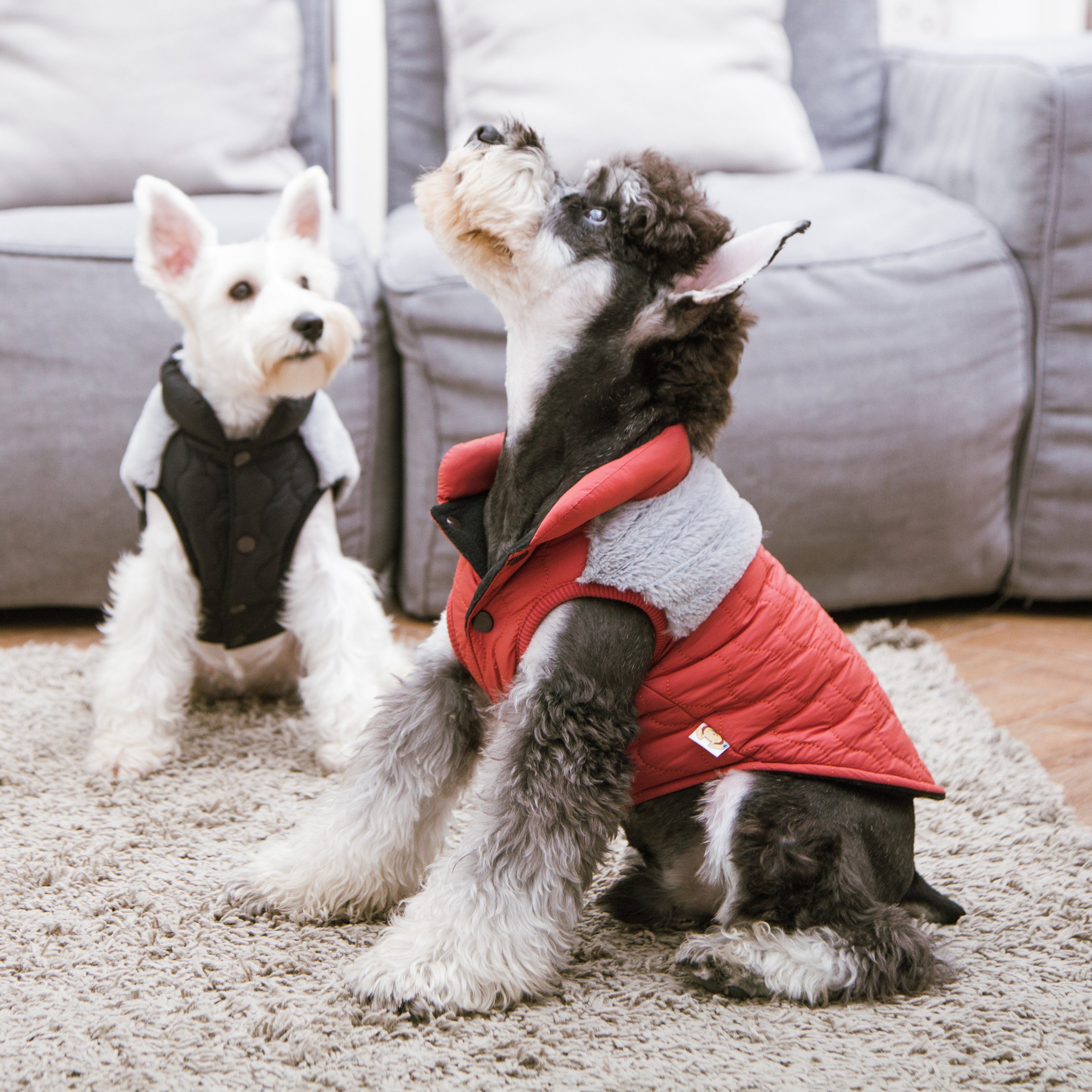 Orange-red dog jacket on a dog with quilted shell and fluffy light-gray sherpa trim