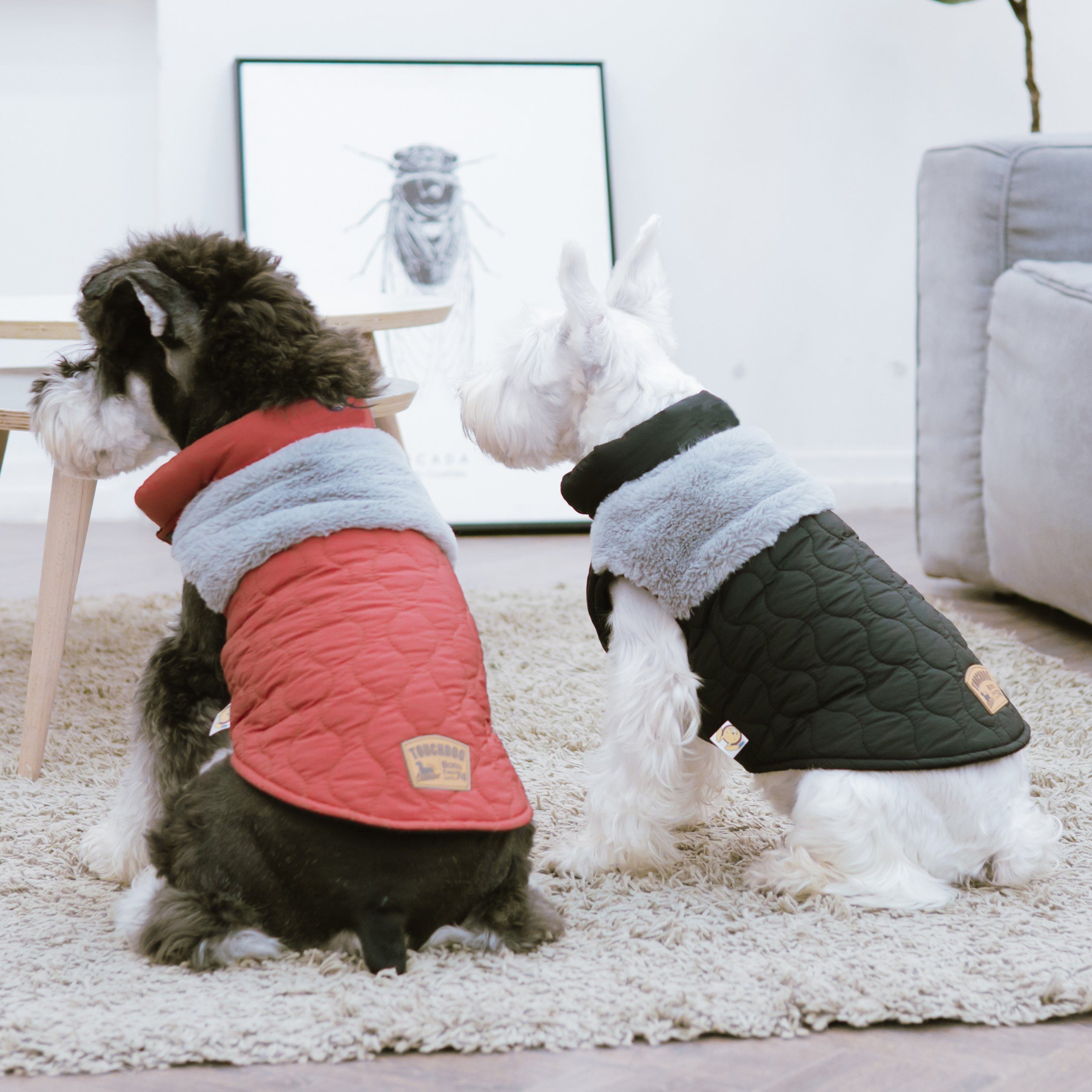 Dark green dog jacket on a dog with fluffy light-gray sherpa trim and button front