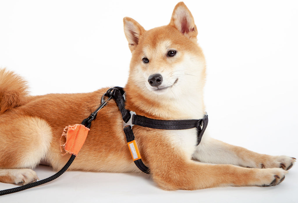 Black harness on dog with orange tag and connected leash strap