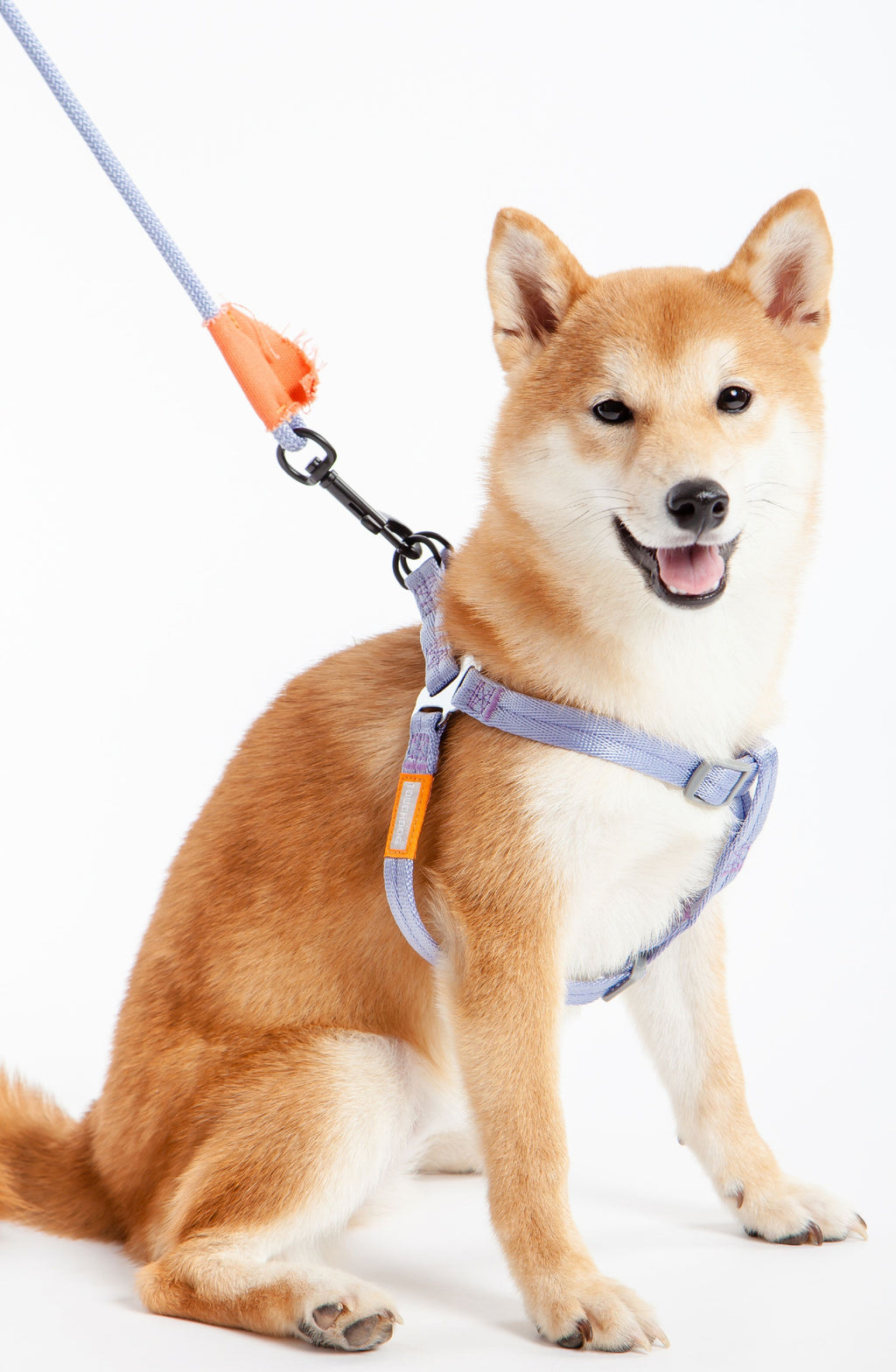 Purple dog harness on a tan Shiba, with matching leash and metal clasp