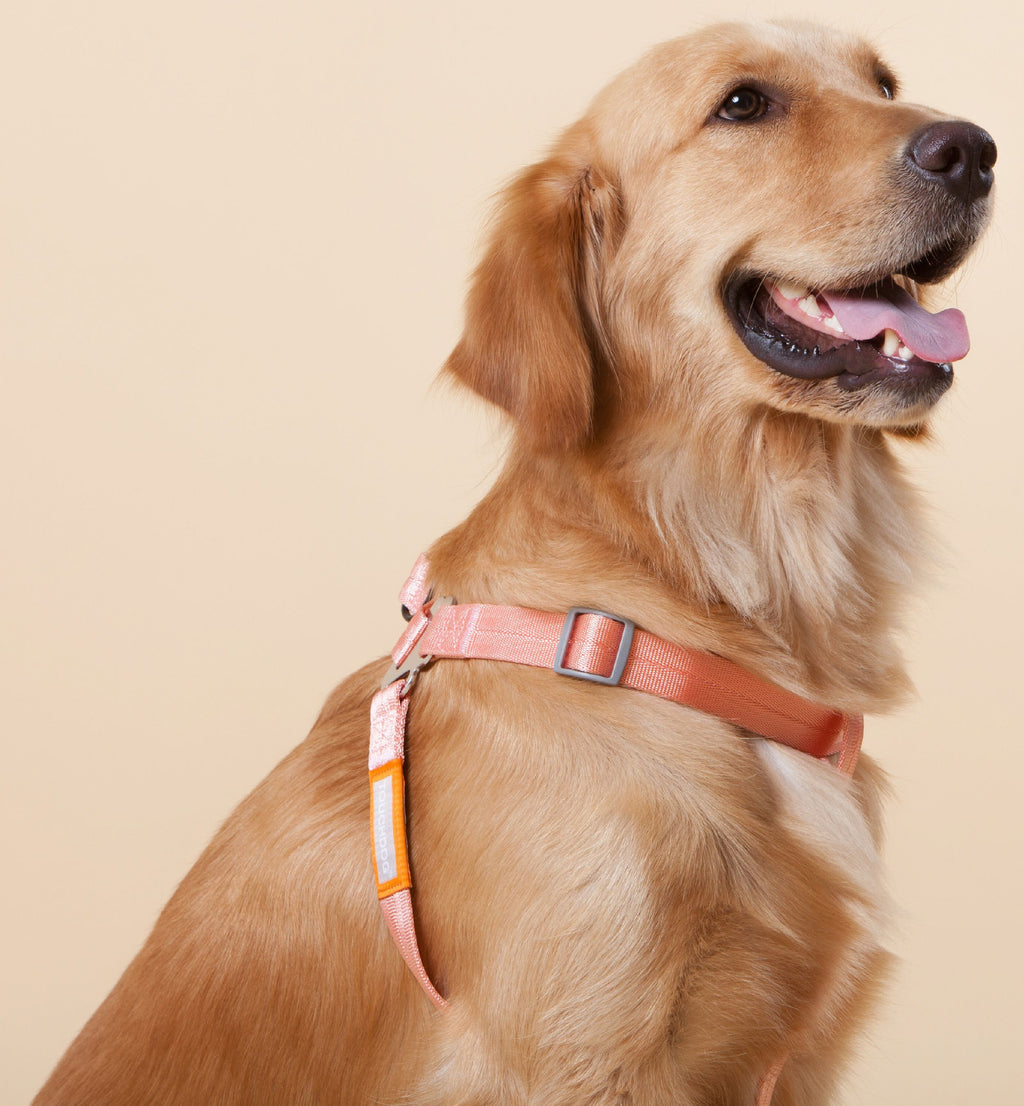 Golden dog wearing coral-pink harness with orange label and metal leash hardware