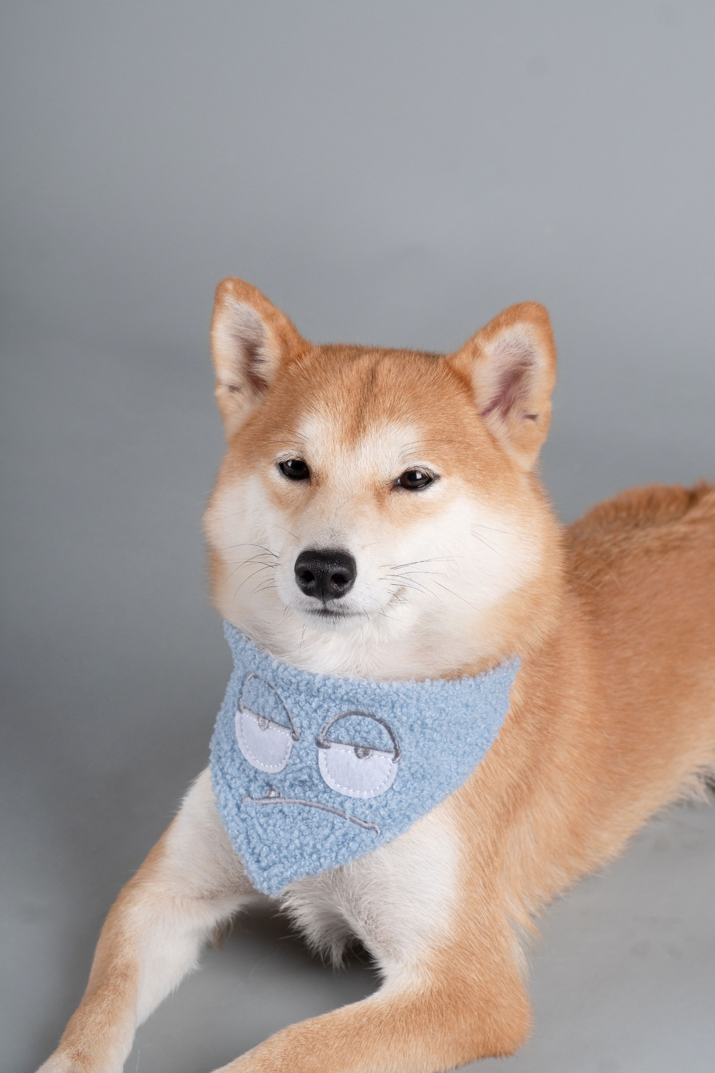 Black dog harness with metal buckles and blue patterned bandana