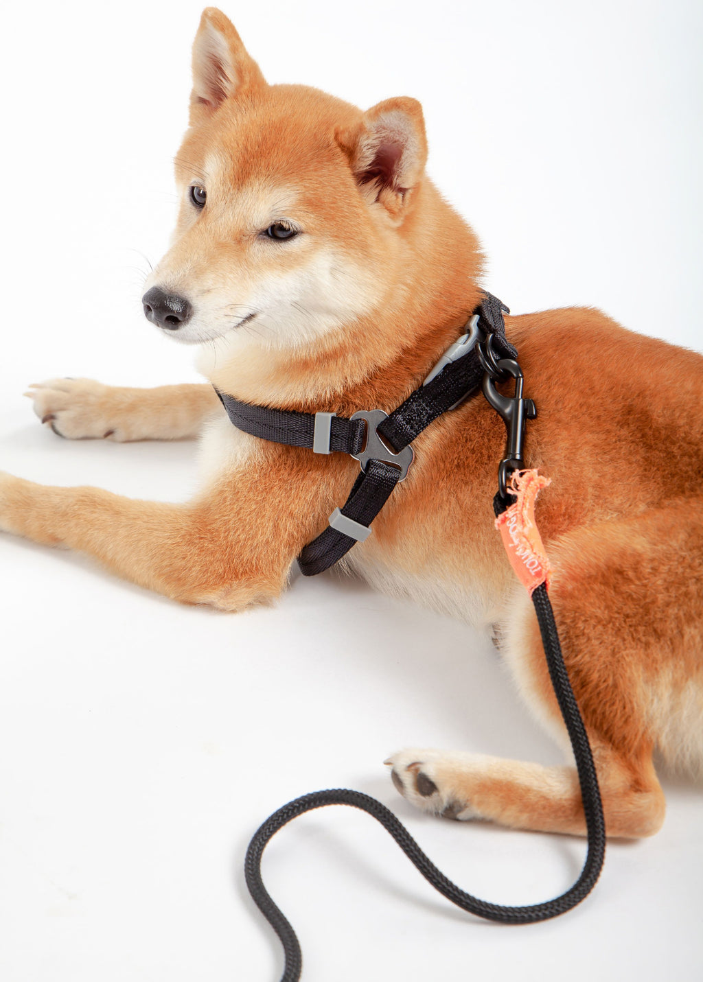 Black dog harness with leash attached, on an orange Shiba Inu