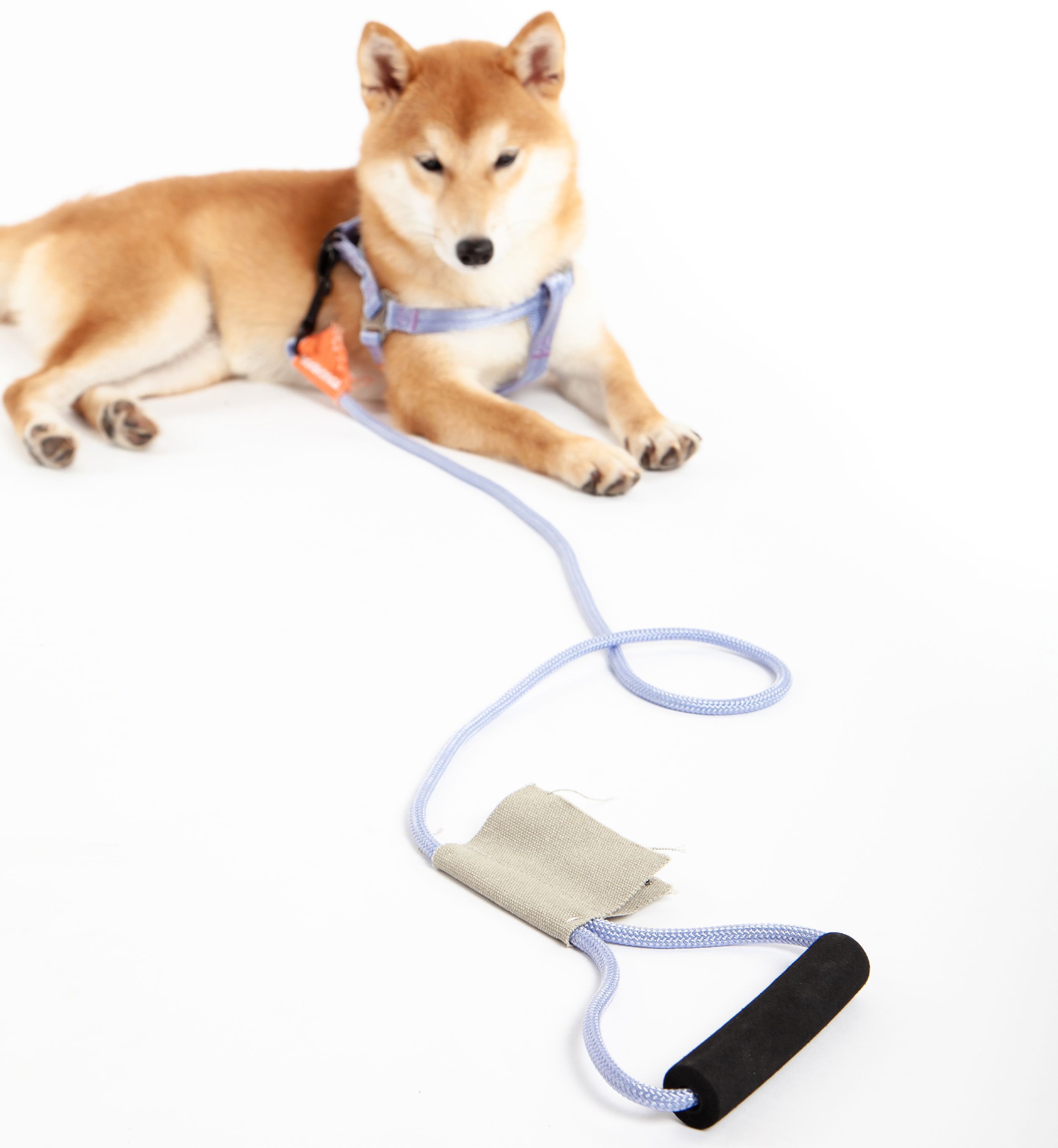 Golden dog lying down wearing light blue harness with beige leash handle and clip