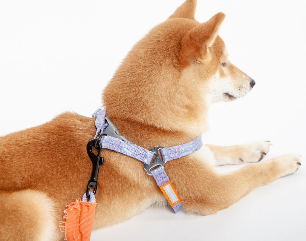 Tan dog wearing a lavender harness with orange leash clip and silver buckle hardware
