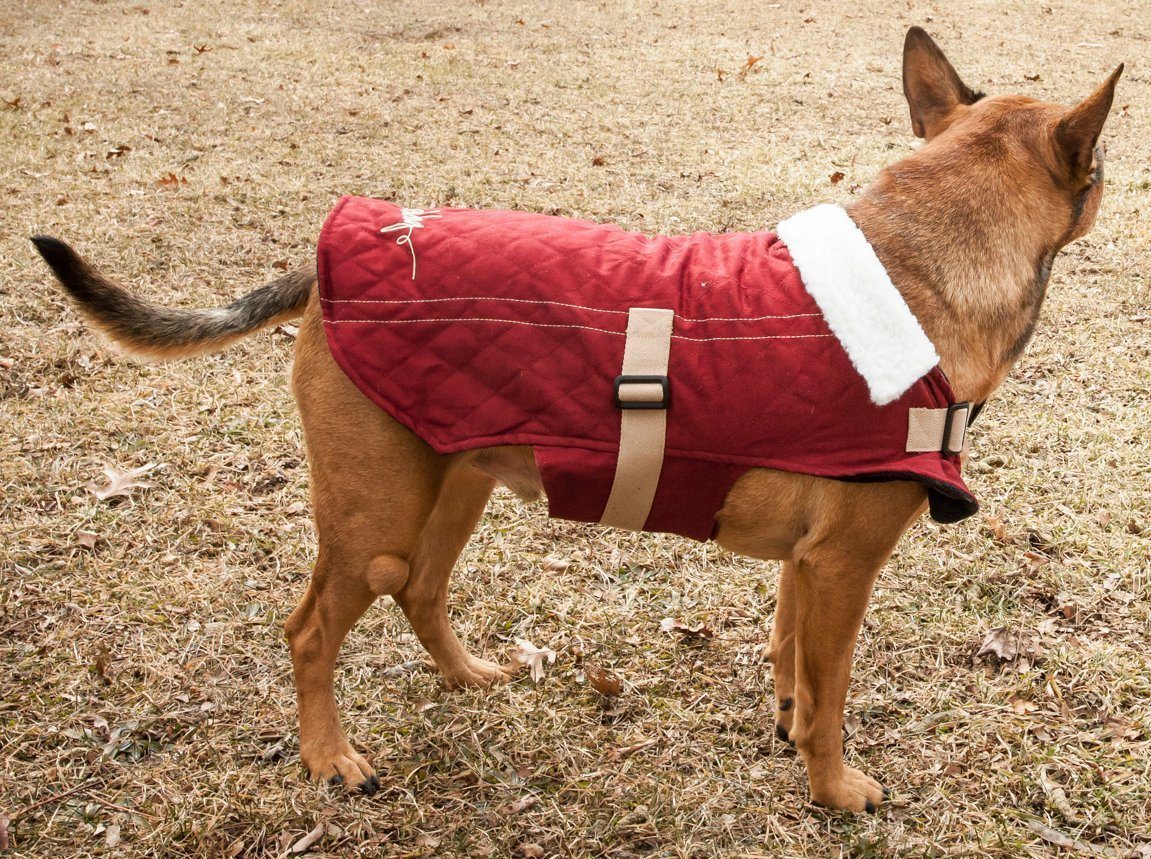 Red quilted dog coat with white sherpa collar, tan strap, and front buckle