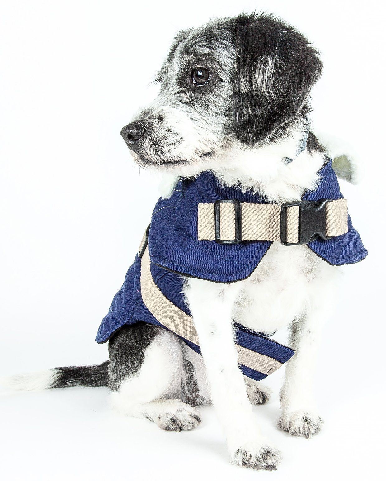 Royal blue winter dog coat with fleece collar, tan straps, and front buckle tabs