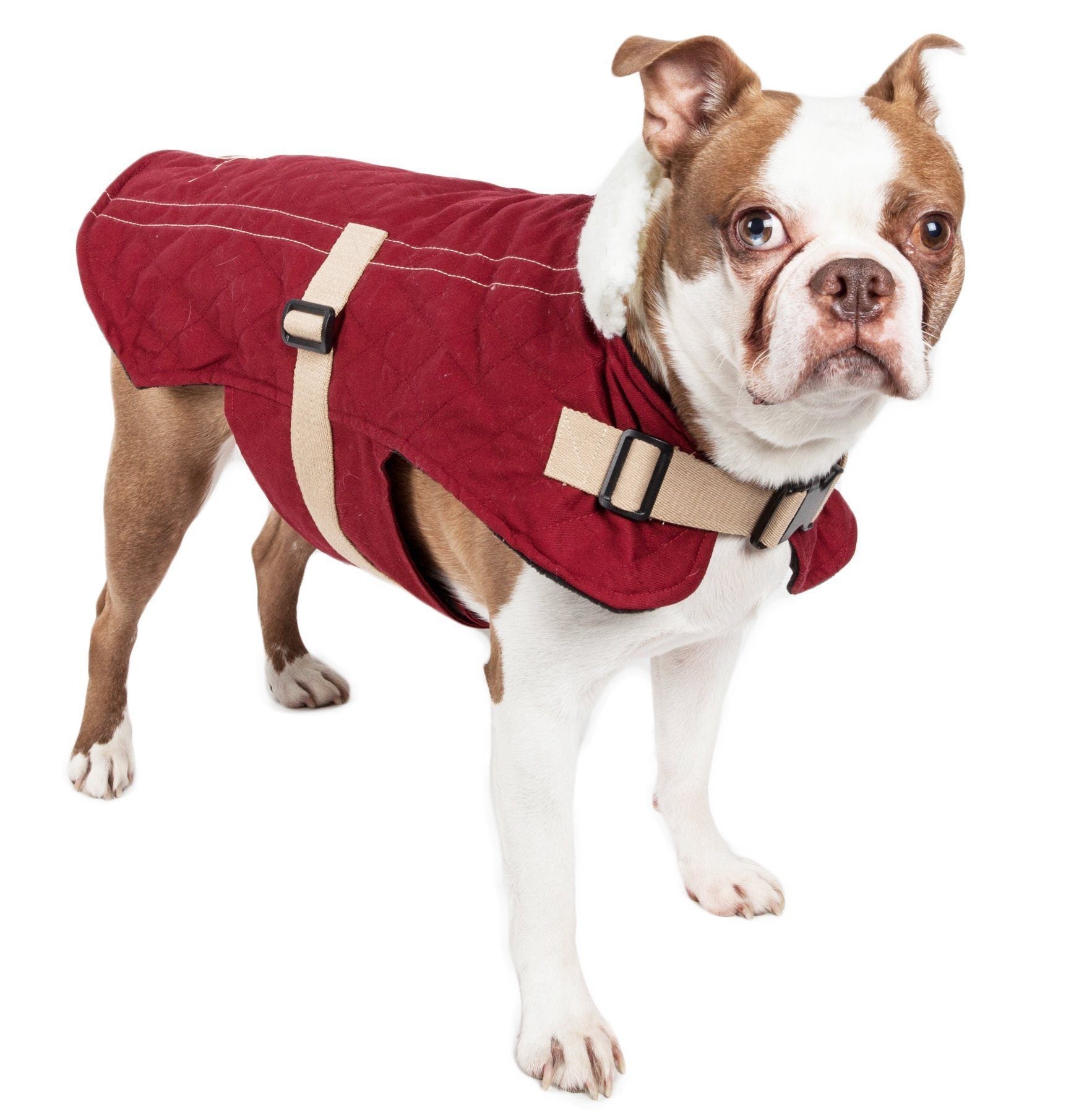Burgundy quilted dog coat with beige straps, fleece collar, and front buckles
