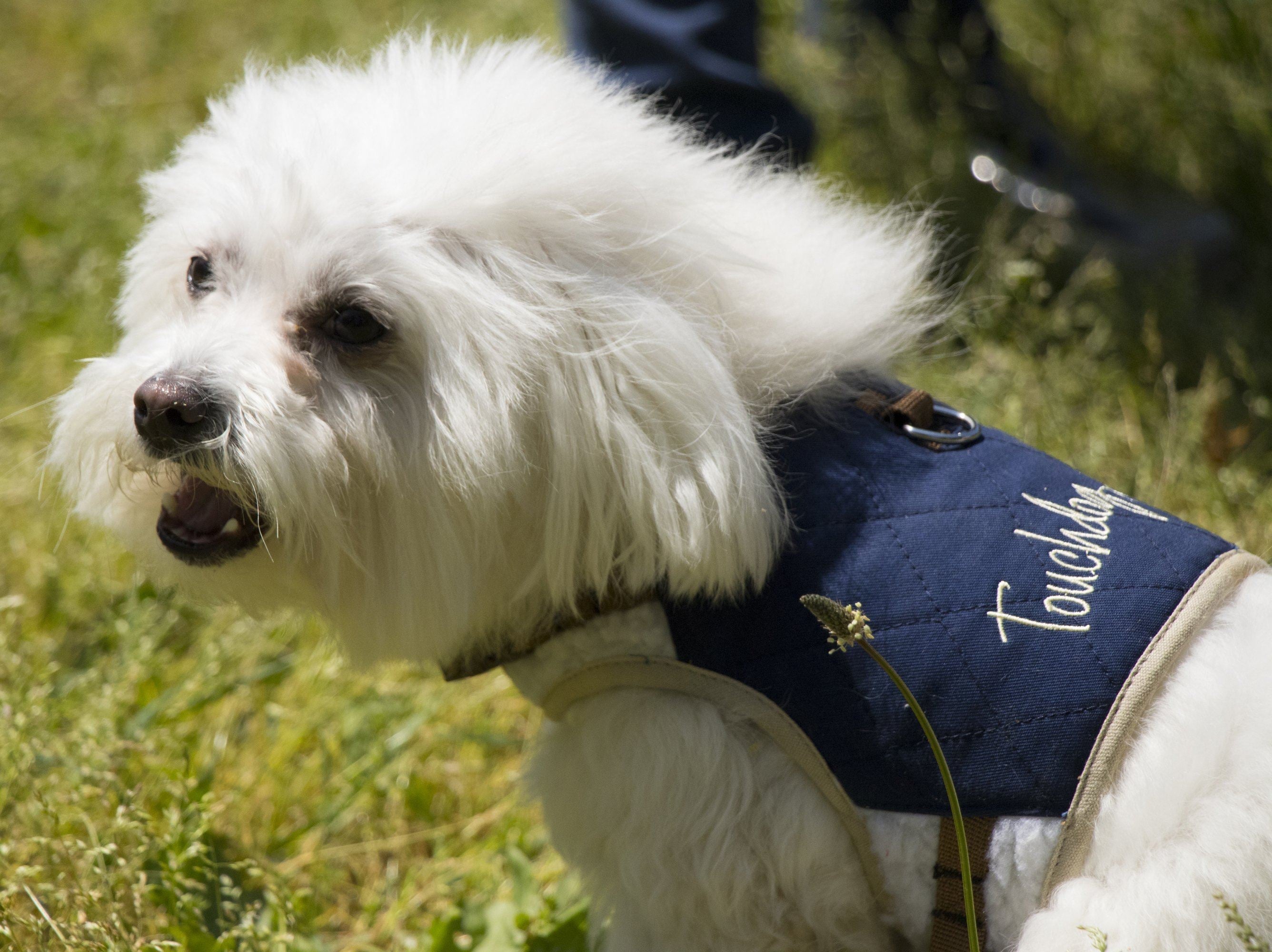 Dark blue quilted dog harness with white faux-fur trim and front logo