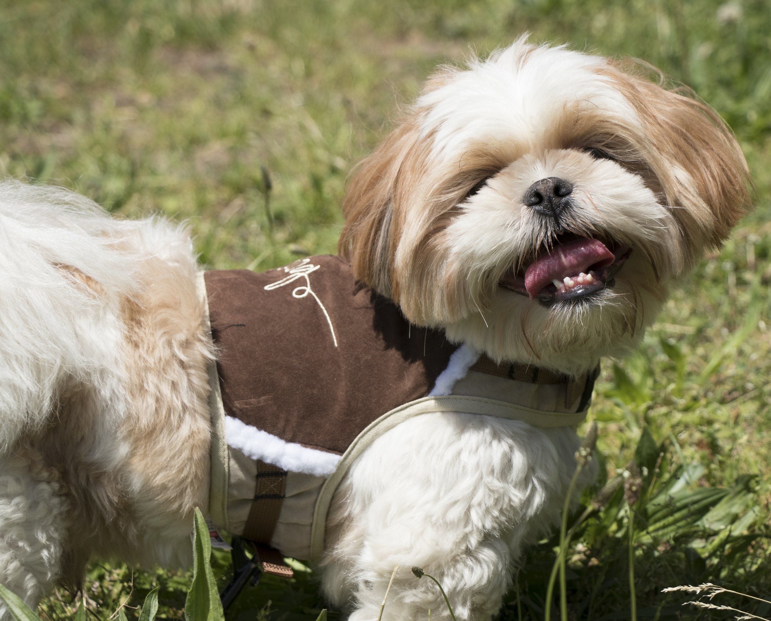 Dark choco brown dog harness with plush lining and plaid strap, adjustable 2-in-1