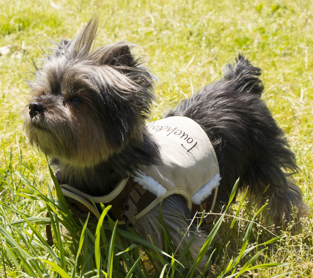 Beige dog harness with faux-fur lining and adjustable straps on a small dog