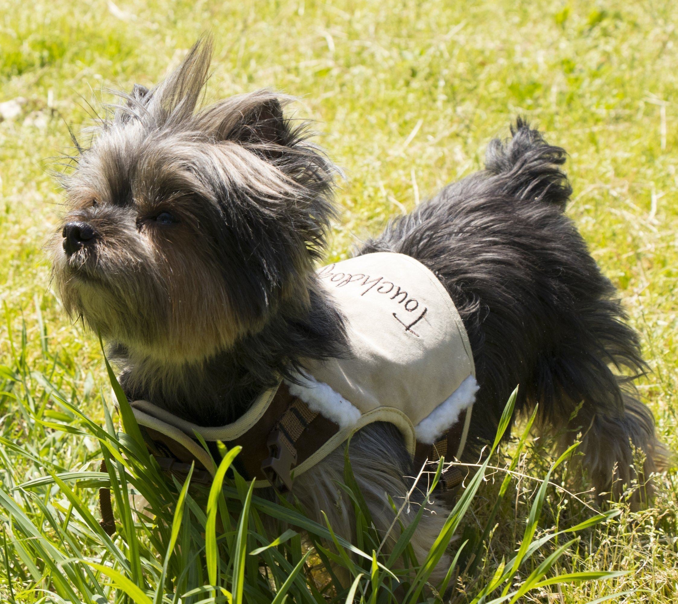 Beige dog harness with faux-fur lining and adjustable straps on a small dog