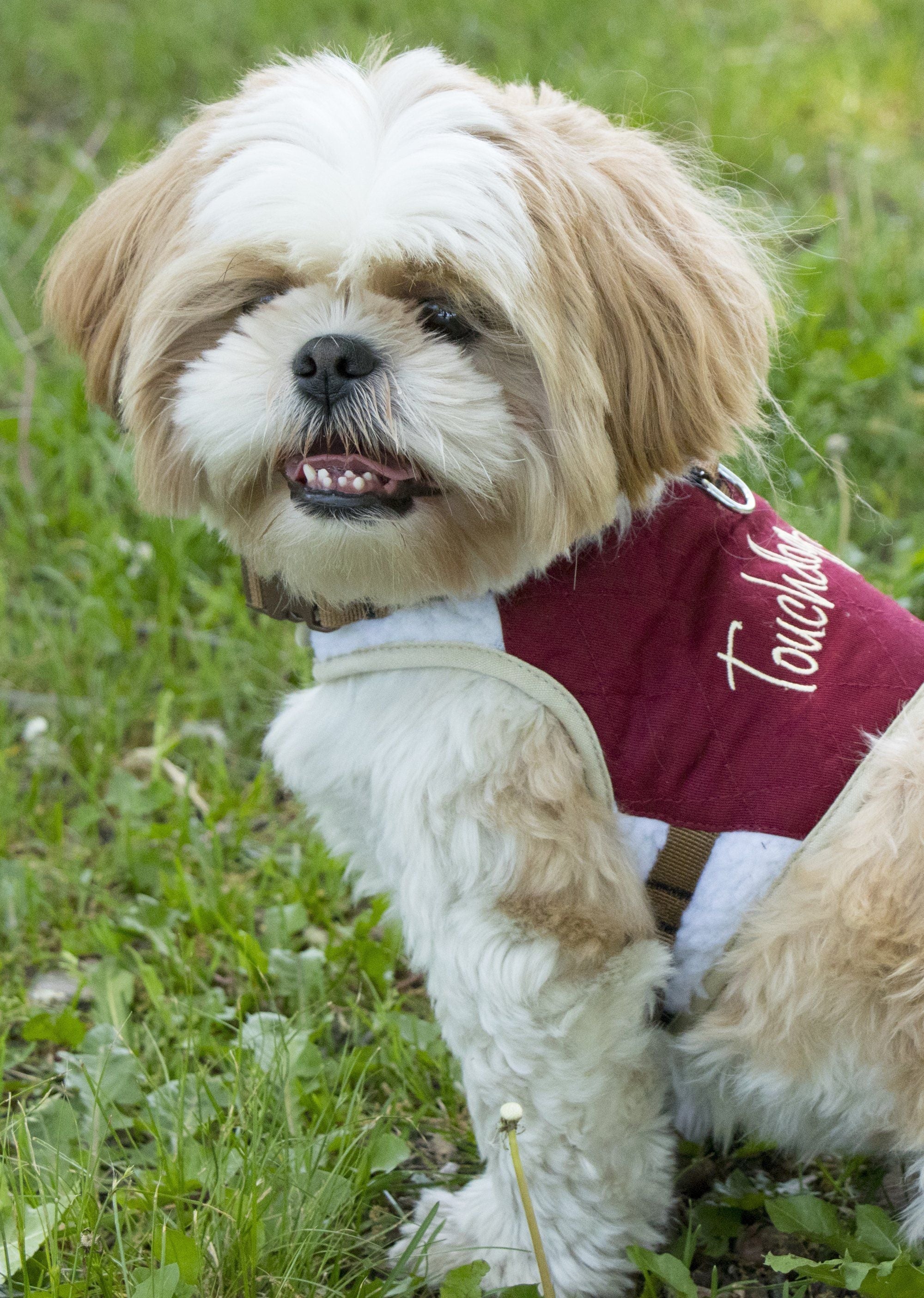 Dark pink dog harness with plush lining, decorative script and leash loop, 2-in-1