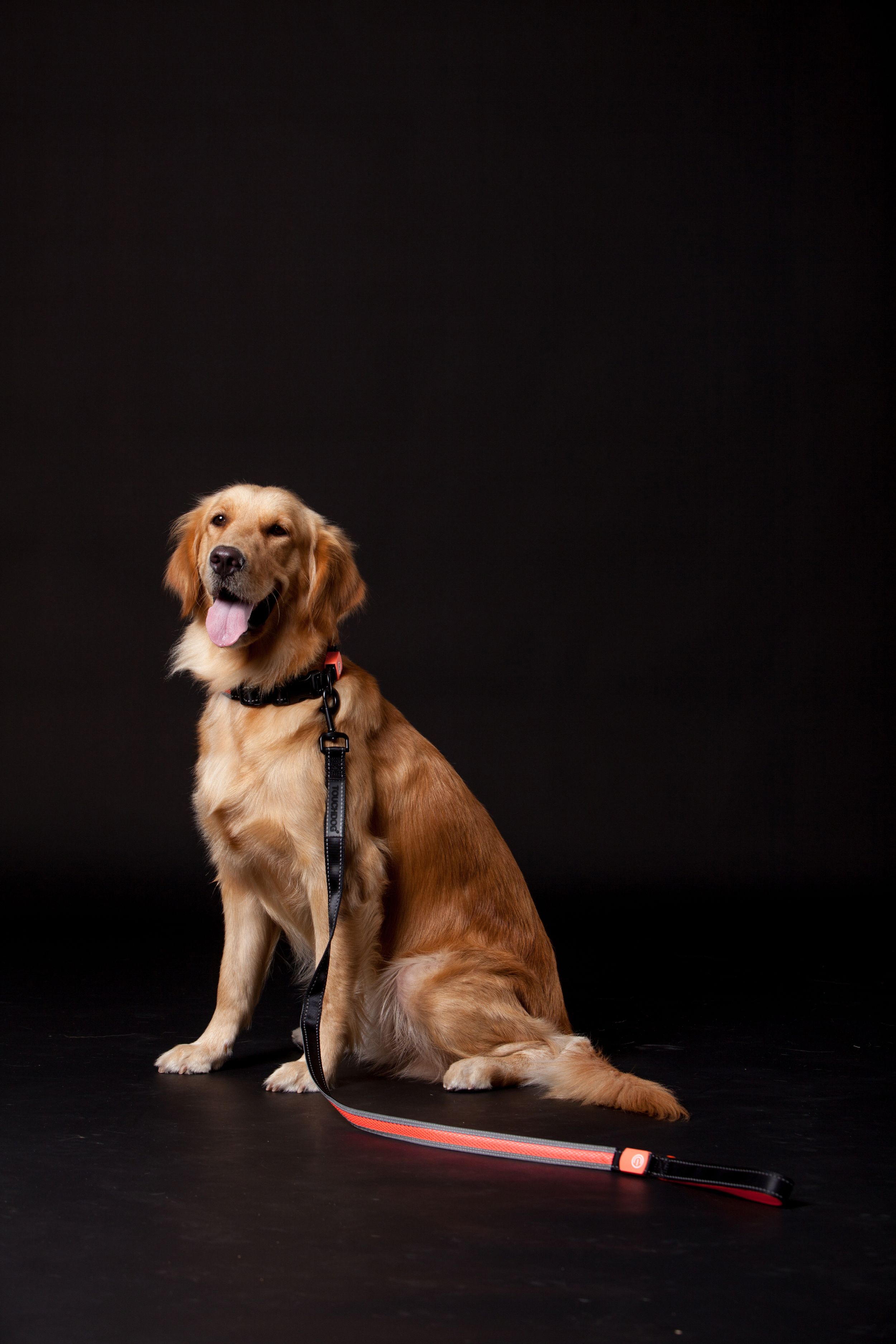 Golden dog wearing LED leash with red light strip and orange power module