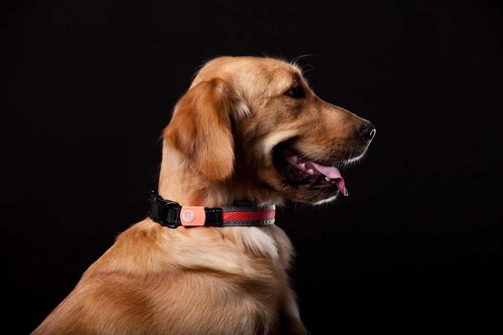 Golden dog wearing black LED collar with red light band and orange power button