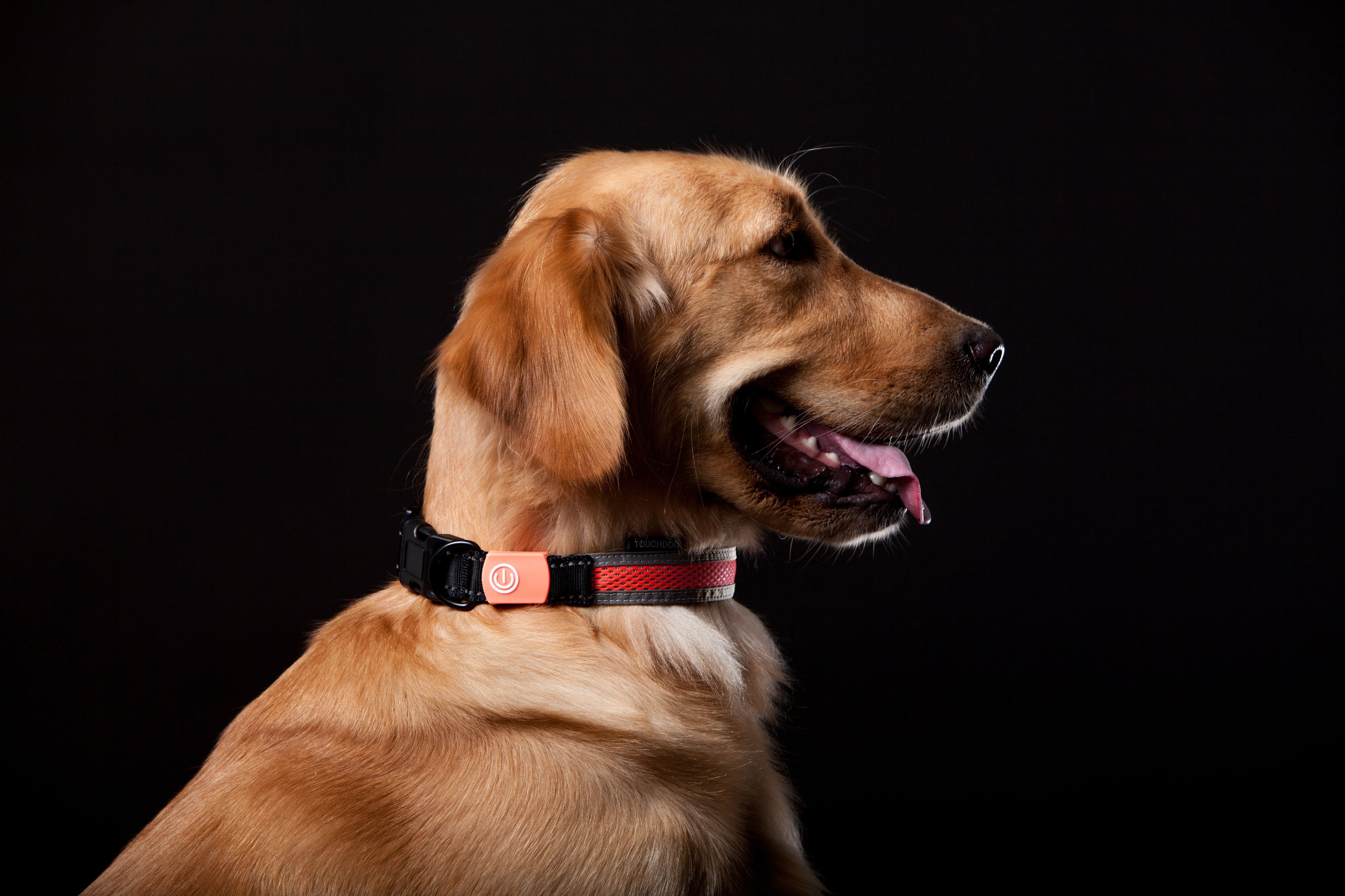 Golden dog wearing black LED collar with red light band and orange power button