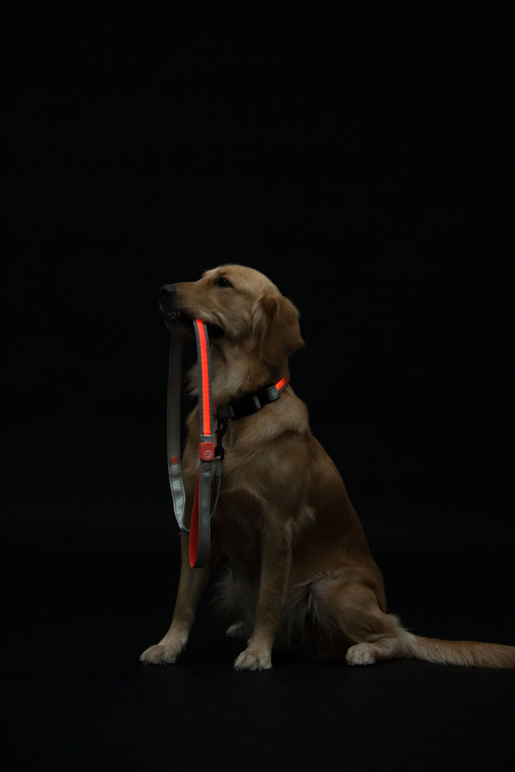 Golden dog wearing LED collar with red light strip and orange power module