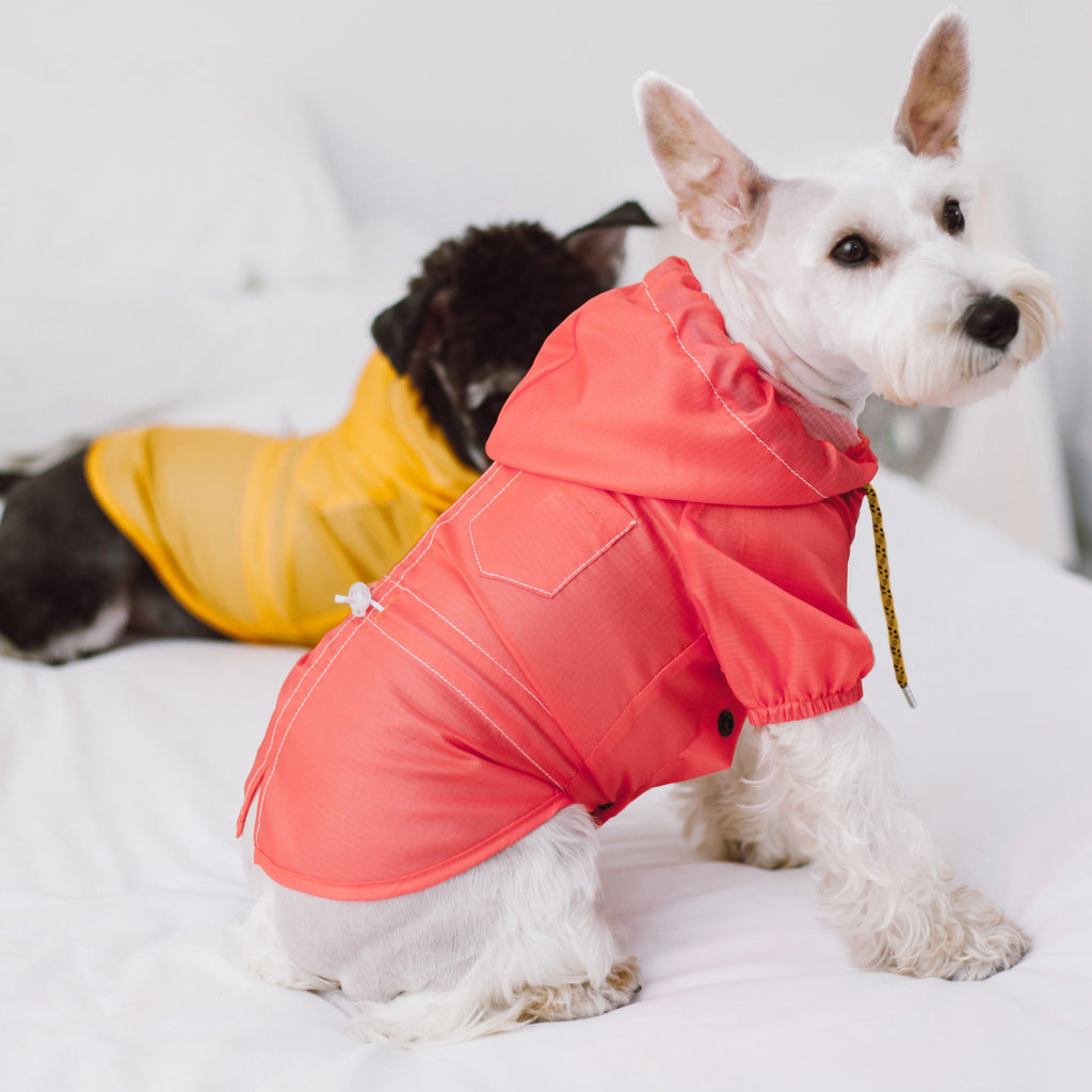 Red waterproof dog raincoat with hood and front snap closures on a small dog