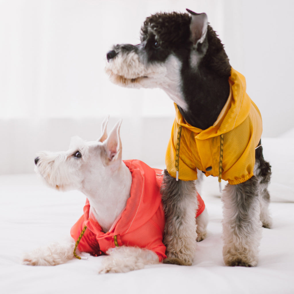 Yellow waterproof dog raincoat with hood and front snap closures on a dog