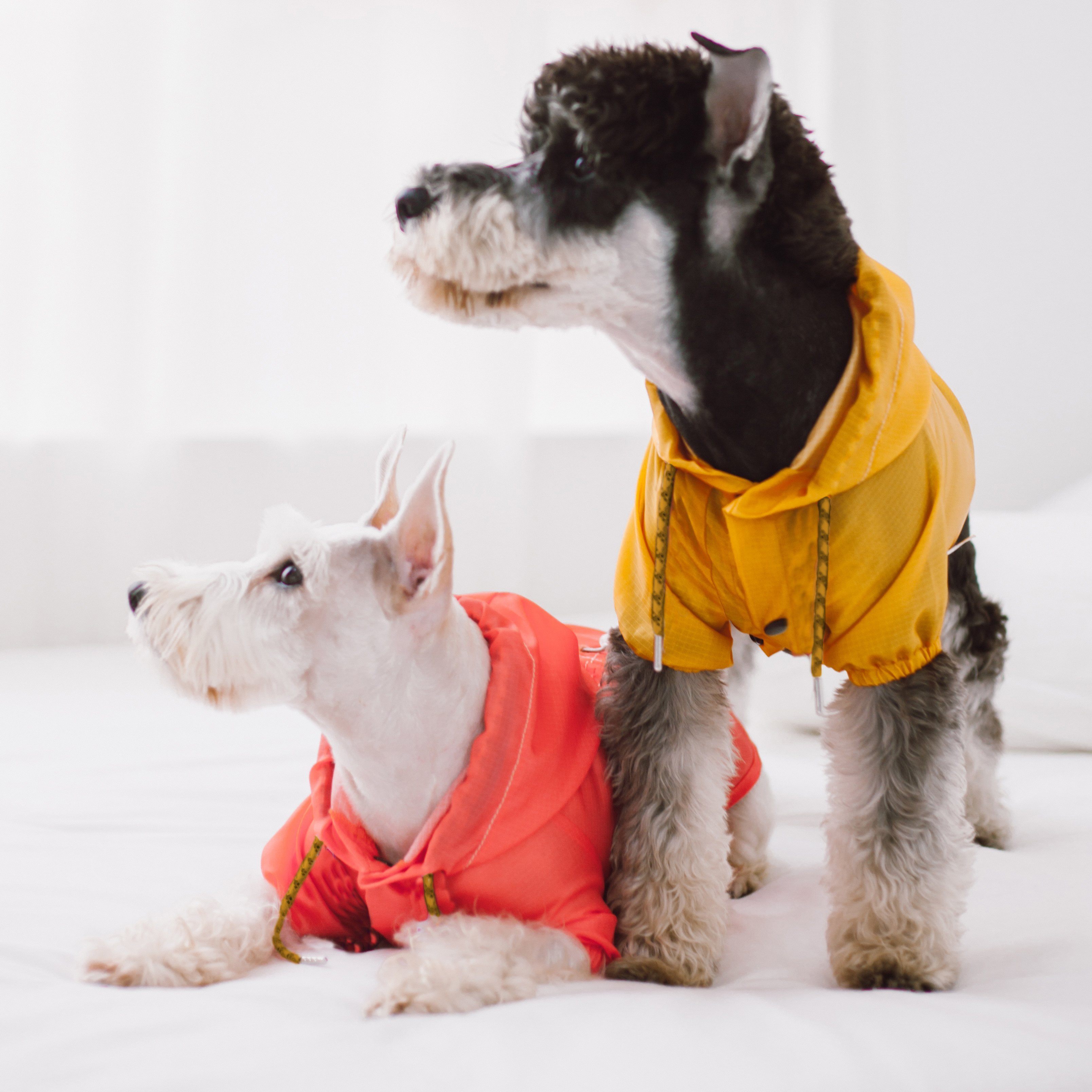 Yellow waterproof dog raincoat with hood and front snap closures on a dog