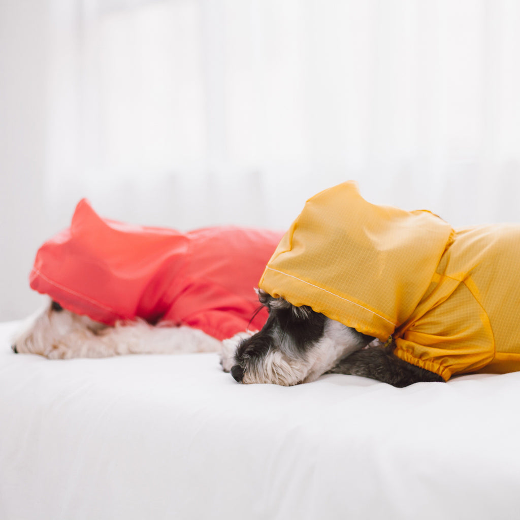 Yellow waterproof dog raincoat with hood and split-vent back on a resting dog