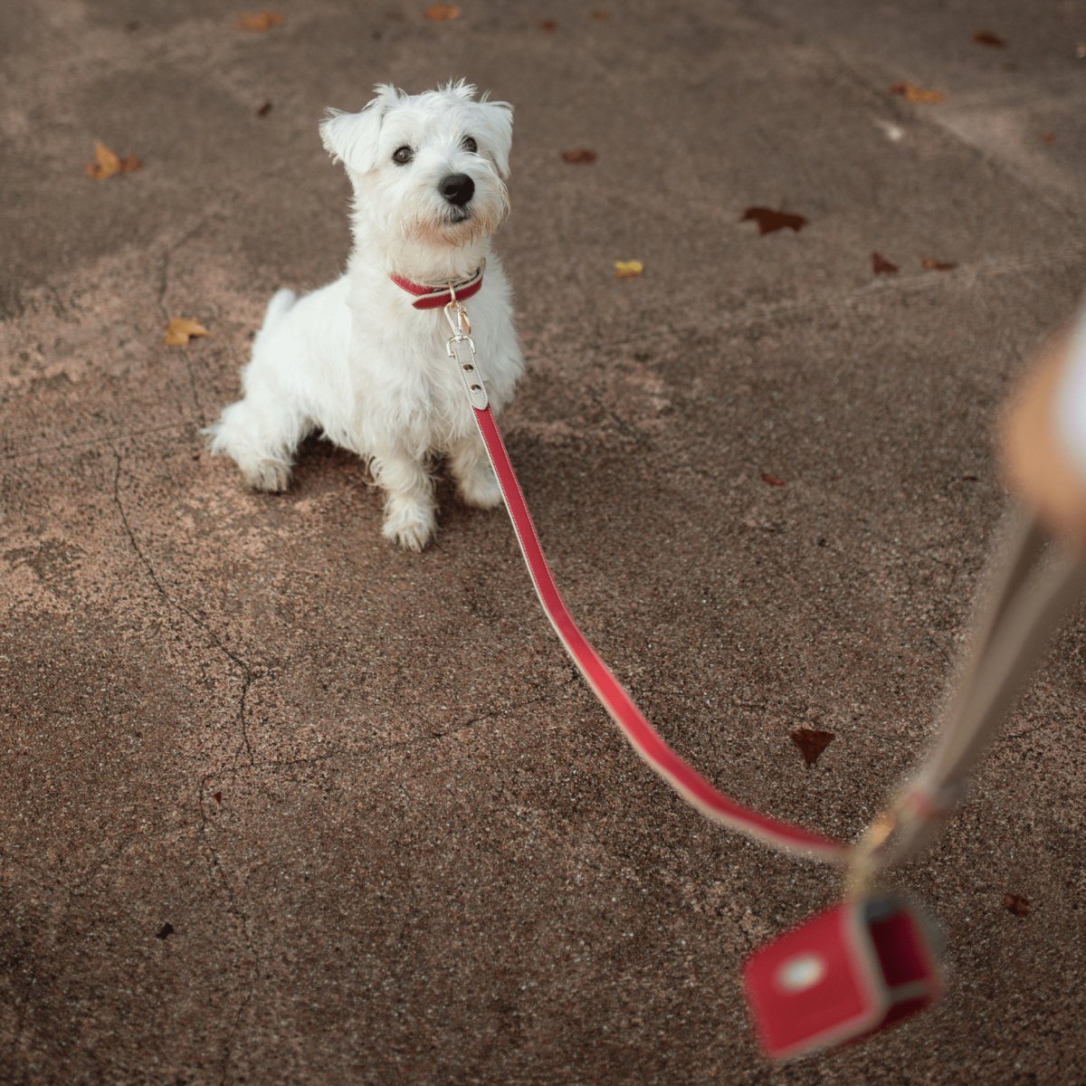 Red waste bag holder attached to dog leash with metal clasp